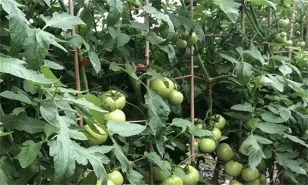 番茄膨果期合理疏枝、打葉