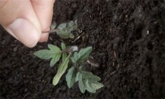 茄子僵果、裂口、落花落果的原因及解決辦法