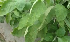 茄子缺氮、磷、鉀癥的癥狀是什么，如何矯正?