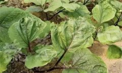 茄子缺素癥狀診斷及防治、矯正方法