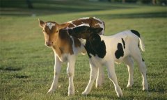 如何選擇理想的肉牛 犢牛如何飼養(yǎng)管理？