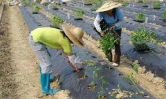 辣椒施用沖施肥有什么優(yōu)點 需要注意哪些問題？