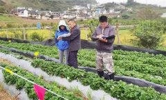 從外地引種草莓應(yīng)注意哪問(wèn)題？