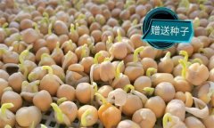 豌豆芽一播三收生產(chǎn)技術(shù)要點有哪些？