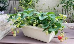 盆栽草莓怎么種？