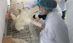 雞人工授精技術(shù)的優(yōu)越性有哪些？