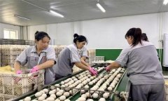 孵化用的種蛋為何要進(jìn)行預(yù)溫？