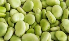 如何穴盤栽培生產(chǎn)蠶豆芽(苗)？