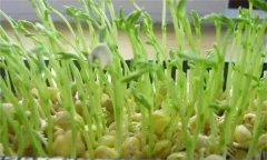 松柳芽苗菜如何進(jìn)行苗盤栽培生產(chǎn)？