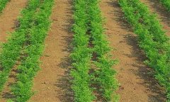 種植胡蘿卜何時間苗和定苗、如何中耕除草