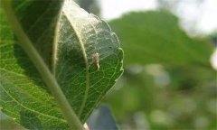蘋果樹(shù)上金紋細(xì)蛾如何防治？