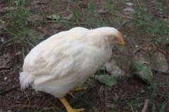 雞白痢是垂直傳播還是水平傳播？