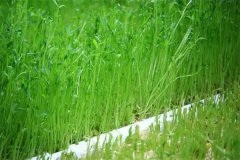 豌豆芽苗菜如何防止?fàn)€種畸形？