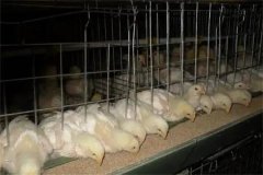 肉雞30日齡后“過料”是怎么回事？怎樣防治？
